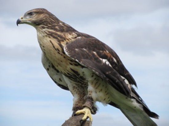 Dartmoor Hawking Falconry Experience